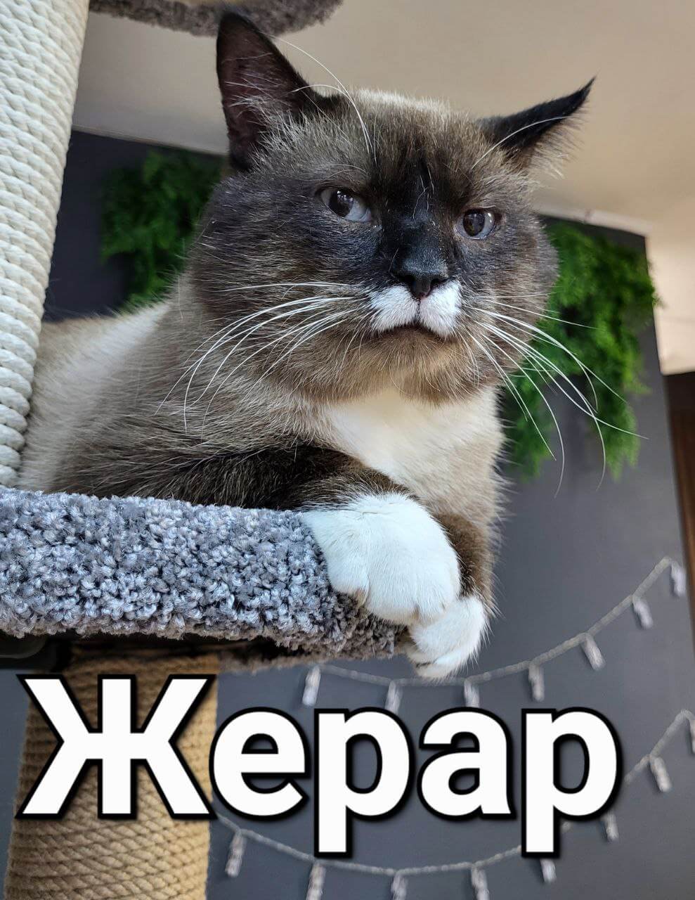 Жерар