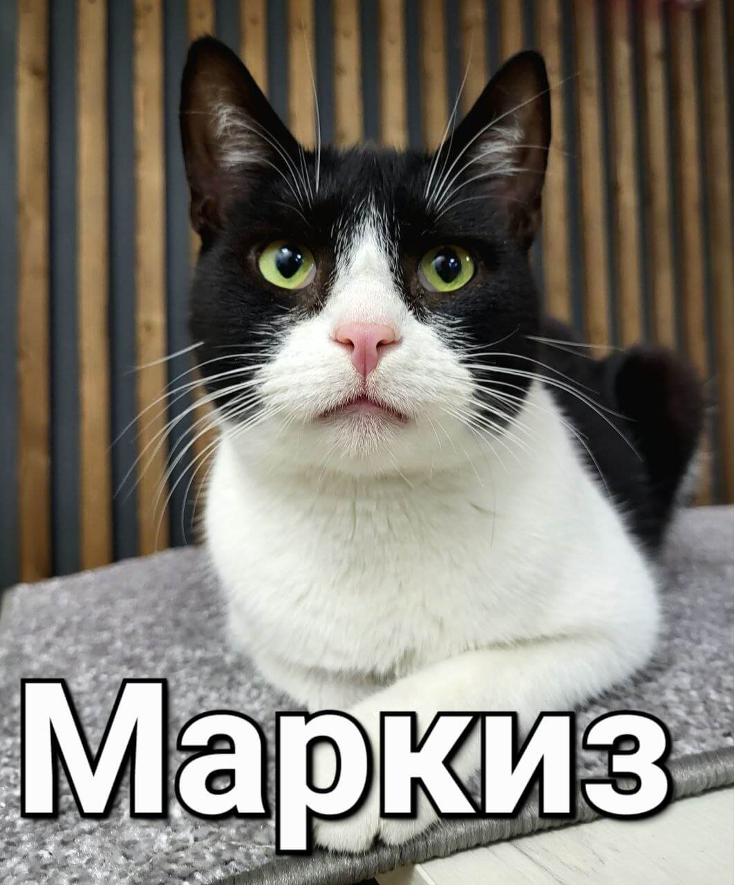 Маркиз