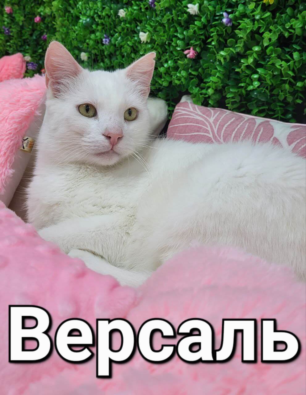 Версаль